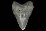 Fossil Megalodon Tooth - South Carolina #127738-1